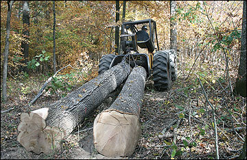Two logs being moved with a tractor.
