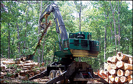 Numerous mixed logs being removed from a forest.