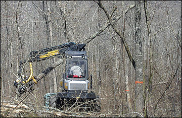 A mechanized harvest of trees in a forest.