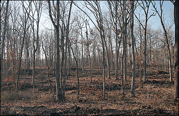 A healthy forest after harvest and biomass removal.