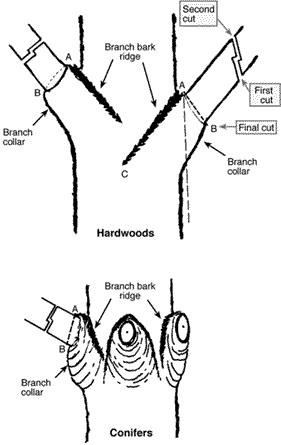 Tree with natural pruning steps indicated.