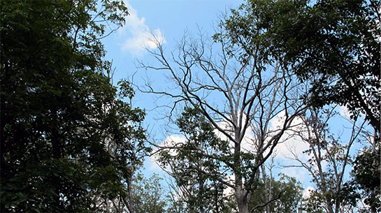 An oak in decline.