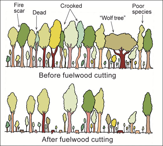 A tree stand before and after fuelwood cutting.
