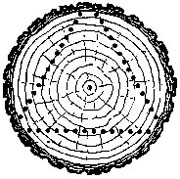 End view of a log with triangle showing how to split pieces off the outside.