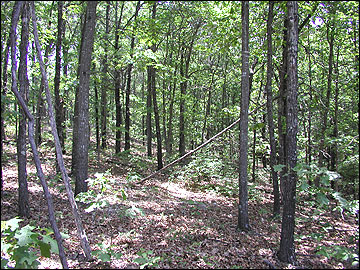 Forests and Woodlands  Missouri Department of Conservation