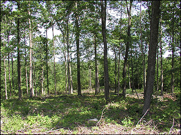 A woodland after being managed.