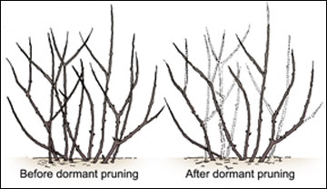 A plant before and after dormant pruning.