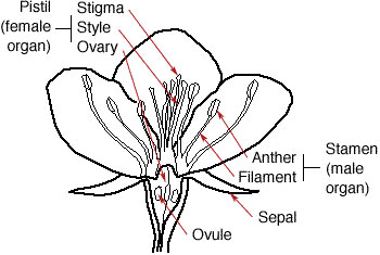 Labeled apple flower.