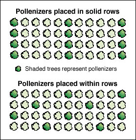 Two alternative planing plans: with pollinators in solid rows wand with pollinators scattered within rows.