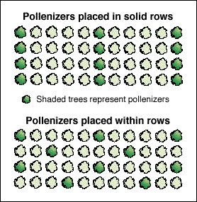 apple tree flower diagram