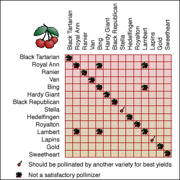 Cherry pollination chart.