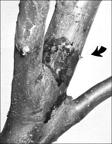 A fire blight canker on a large limb.