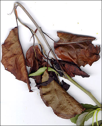 pear tree leaves turning black