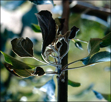 Dead leaves and shoots on a limb.