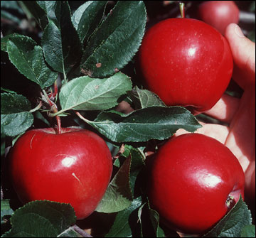 Red Apple Cultivars: Growing Apple Trees With Red Fruit