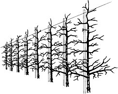 Apple trees on a vertical axis system.