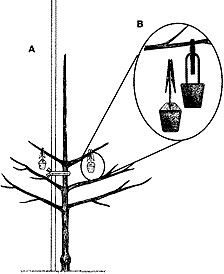 Clothespins attached to weights to spread limbs.