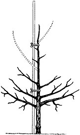 The Vertical Axis System: A Training Method for Growing Apple Trees ...