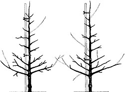 Adjacent trees whose lower branches have been pruned.