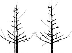 The Vertical Axis System: A Training Method for Growing Apple Trees ...