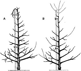 A tree whose central leader has been bend over and tied to a post, and a tree that has been cut back to a less vigorous lateral branch.