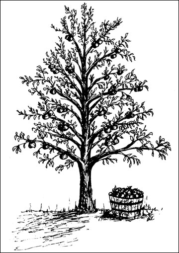 An apple tree with a barrel of apples beside it.