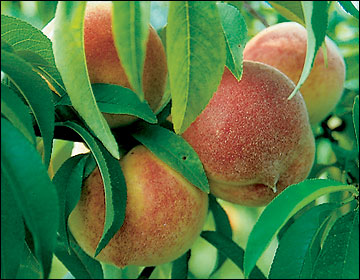 Redhaven peaches on a tree.