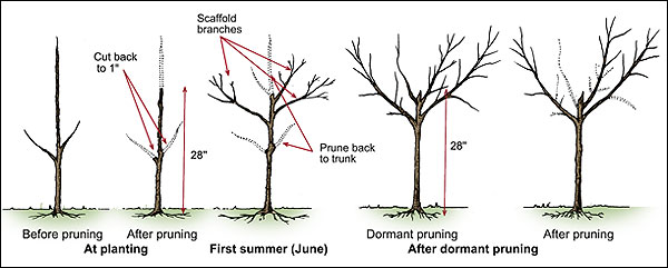 The pruning of trees at different times of year.