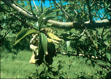 Peach leaf curl.