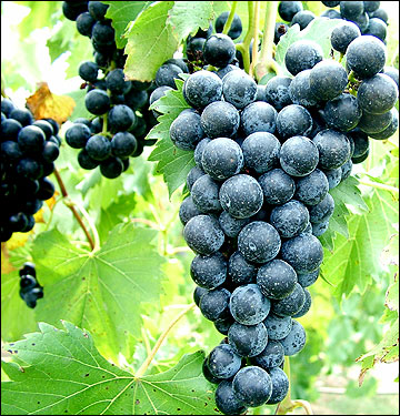 Chambourcin cluster of grapes