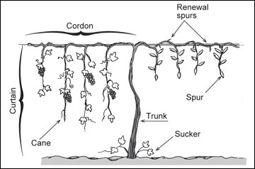 How to Train and Prune Grapevines