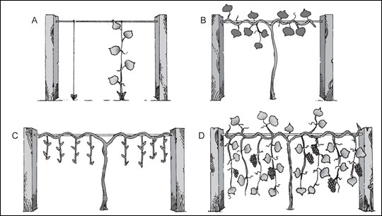 Grapevine during first and second growing seasons, after dormant spur pruning, and during third growing season.