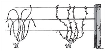 Plant pruned to fan system at the beginning of third season.