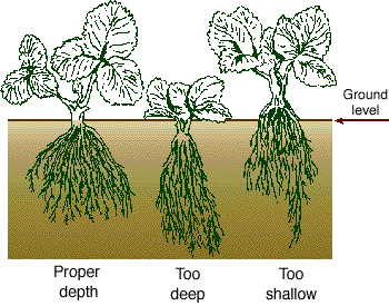 A strawberry plant at the proper depth for planting, one that is planted too deep and one that is too shallow.