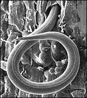 Juvenile of root-knot nematode