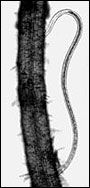 Dagger nematode