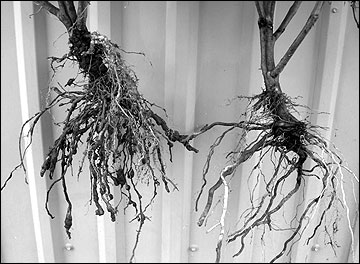 Root-knot galls on a tomato root system