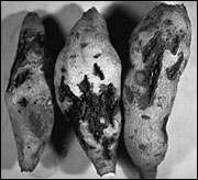 Sweet potatoes infected with root-knot nematodes