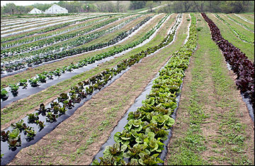 Raised beds and plastic mulch.