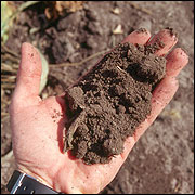 Soil.