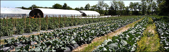 organic vegetable gardens