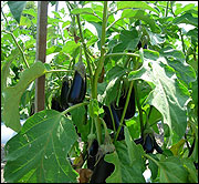 Close up of staked eggplant plants with growing fruit.