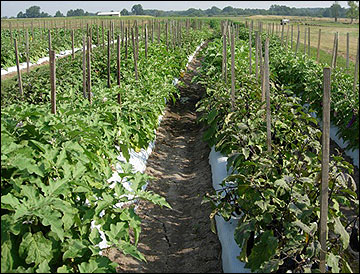 Staking eggplants improves marketable yield and quality