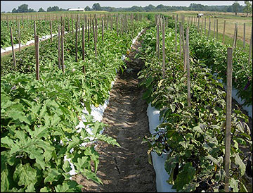 Eggplant Production, G6369 | MU Extension