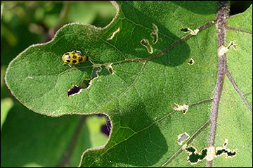 Cucumber beetle feeding damage on eggplant leaf.