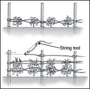 Stake-and-weave trellising system.