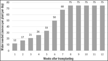 Graph depicting ounces of water needed per tomato plant per day at various stages of growth.