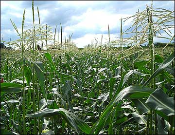  Growing Sweet Corn in Missouri