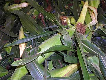 A pile of harvested ears of corn.
