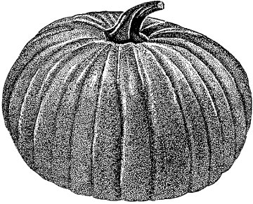 Pumpkin